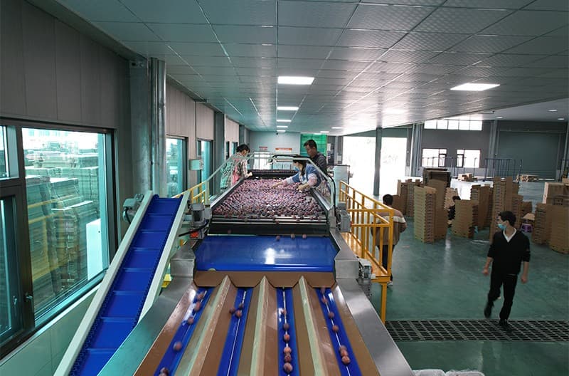 images/1669883687736plum grading machine.jpg